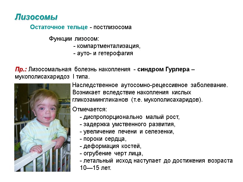 Лизосомы Остаточное тельце - постлизосома  Функции лизосом:   - компартментализация,  -